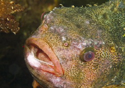 Lumpsucker. Babbcombe. Devon. S2PRO, 60mm. by Derek Haslam 